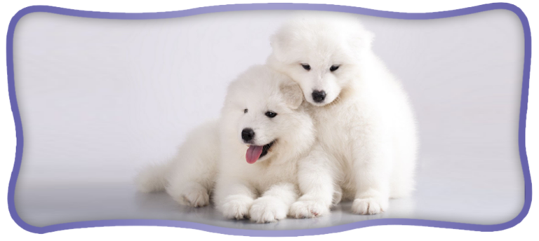 a 8775 5d5a437d85ee 1152w 768x344
