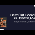 Best Cat Boarding in Boston, MA (2026) — HeiBob