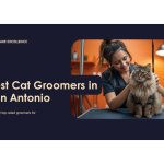 Best Cat Groomers in San Antonio, TX (2026) — HeiBob