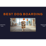 Best Dog Boarding in San Francisco, CA (2026) — HeiBob