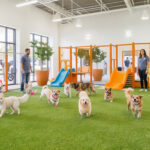 Best Dog Daycare in Dallas, TX (2026): Top Facilities, Prices & What to Look For — HeiBob
