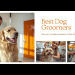 Best Dog Groomers in San Antonio, TX (2026) — HeiBob