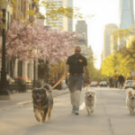 Best Dog Walkers in Chicago, IL (2026) — HeiBob