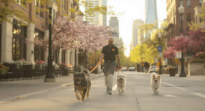 Best Dog Walkers in Chicago, IL (2026) — HeiBob