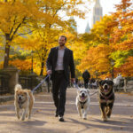 Best Dog Walkers in New York City, NY (2026) — HeiBob