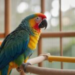 Bird Boarding Dallas TX — HeiBob