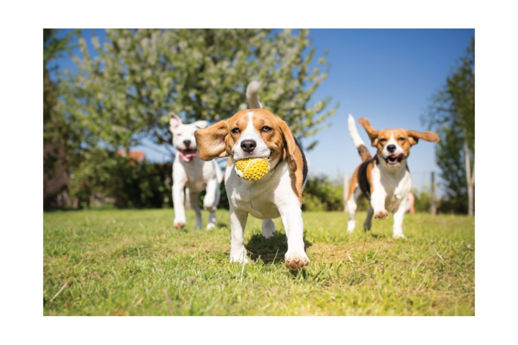 fondren 5 star pet resort 1024x683