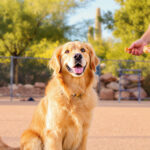 Best Dog Training in Phoenix, AZ (2026) — HeiBob