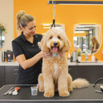 Best Dog Groomers in Atlanta GA 2026 — HeiBob