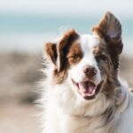 Best Dog Groomers in Dallas TX 2026 — HeiBob