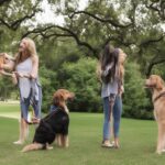 Best Dog Trainers in Houston TX 2026 — HeiBob
