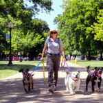 Best Dog Walkers in Houston TX 2026 — HeiBob