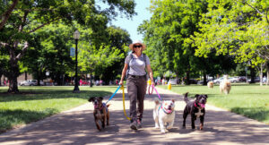 Best Dog Walkers in Houston TX 2026 — HeiBob