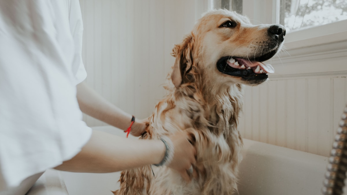 Professional dog grooming salon interior Dallas TX with groomer and dog