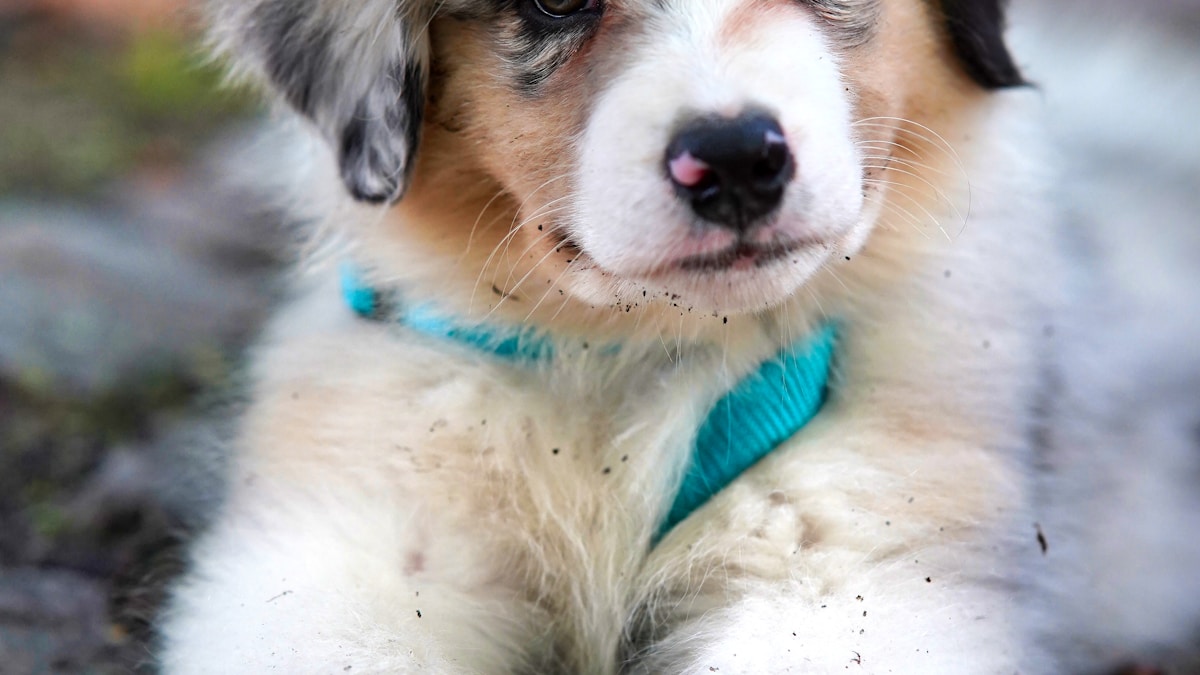 Mobile dog grooming service Dallas TX happy dog after professional bath and groom
