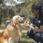 Best Dog Training in Austin, TX (2026) — HeiBob