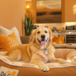 Best Pet Boarding in Scottsdale, AZ (2026) — HeiBob