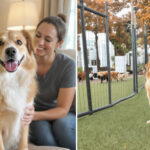 Pet Boarding vs Pet Sitting (2026): Which Is Better for Your Dog or Cat? — HeiBob