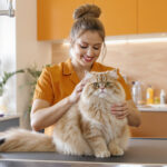 Best Cat Groomers in Miami, FL (2026) — HeiBob