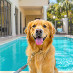 Best dog boarding facilities in Tampa FL 2026 — HeiBob