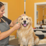 Best Dog Groomers in Dallas, TX (2026) — HeiBob