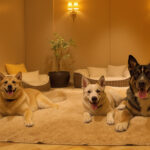 Best Pet Boarding in Scottsdale, AZ (2026): Top Kennels, Luxury Resorts & Prices — HeiBob