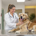 Best Veterinary Clinics in Phoenix, AZ (2026): Top Vets, Prices & What to Expect — HeiBob