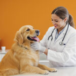 Best Veterinary Clinics in Phoenix, AZ (2026): Top Vets, Prices & Emergency Care — HeiBob