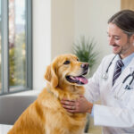 Best Veterinary Clinics in Phoenix AZ 2026 — HeiBob