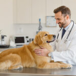 Emergency Vet vs Regular Vet: When to Go Where (2026 Guide) — HeiBob
