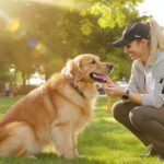 How to Choose a Dog Trainer: Complete Guide 2026 — HeiBob