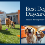 Best Dog Daycare in San Diego, CA (2026) — HeiBob