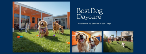 Best Dog Daycare in San Diego, CA (2026) — HeiBob