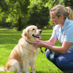Best Dog Training in Nashville, TN (2026) — HeiBob