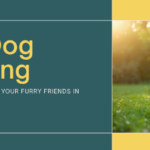 Best Dog Boarding in Chattanooga, TN (2026): Top Kennels, Prices & What to Expect — HeiBob