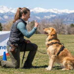 Best Dog Training in Denver CO 2026 — HeiBob